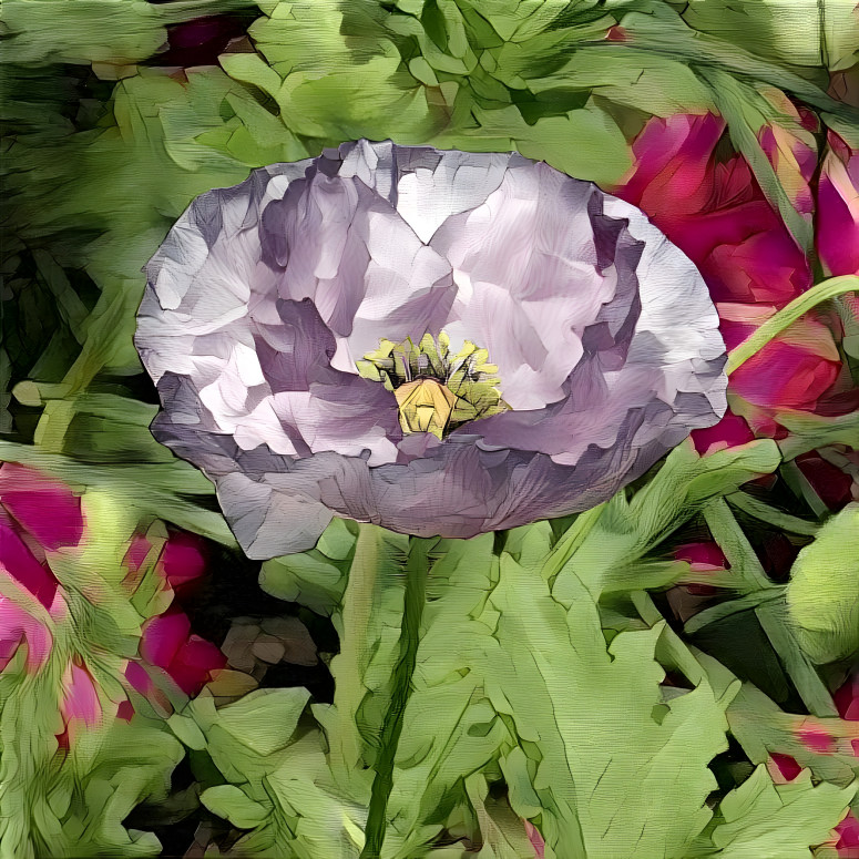 Lavender Poppy