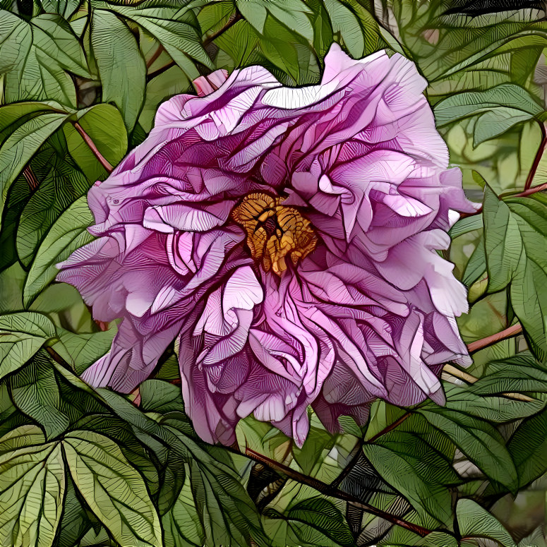 Peony Unfolds