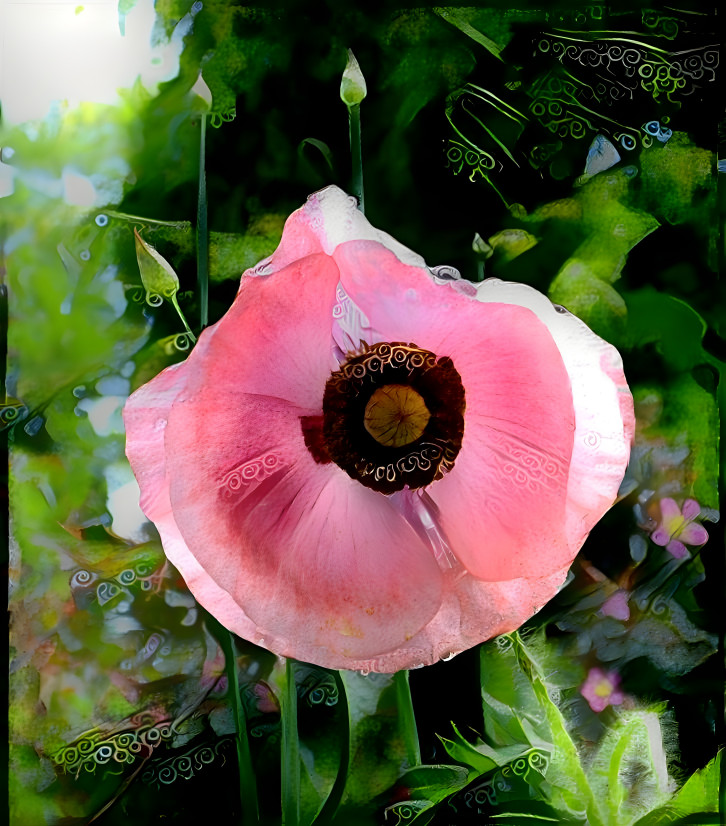 Pink Poppy