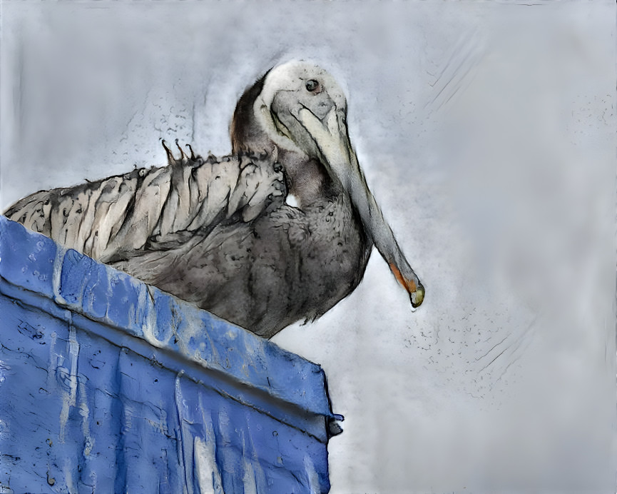 Pelican