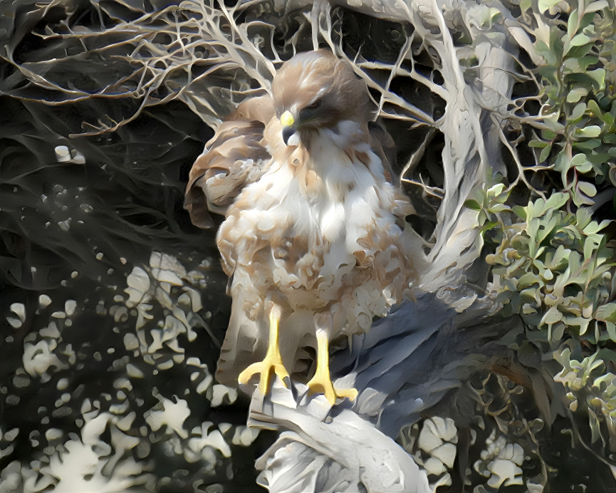 Hawk at Rest