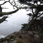 Monochrome forest with gnarled trees, mist, birds, and waterfall