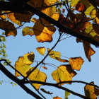 Vibrant Autumn Leaves Against a Soft Blue Sky