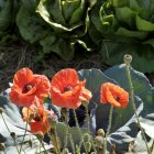 Red poppies painting with green foliage and buds on textured background