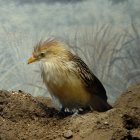 Exotic bird with red crest on mossy rock amid white flowers