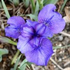 Detailed digital artwork of blue-purple irises and green foliage