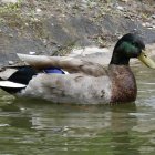 Colorful Duck Floating on Tranquil Pond with Art Nouveau Design