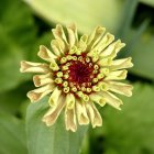 Stylized yellow flower with spiral pattern on green background