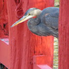 Detailed illustration of blue heron on ornate red structure among pink flowers