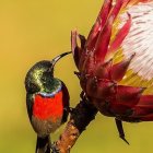 Vibrant stylized hummingbirds in colorful scene on yellow backdrop