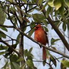 Vibrant red cardinal bird on branch with green leaves against blue sky