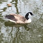 Elegant swan with black head on pond with water lilies