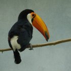 Colorful toucan perched on branch with pearls and golden leaves on gray background