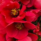 Bright red flowers with glossy droplets enhancing their centers.