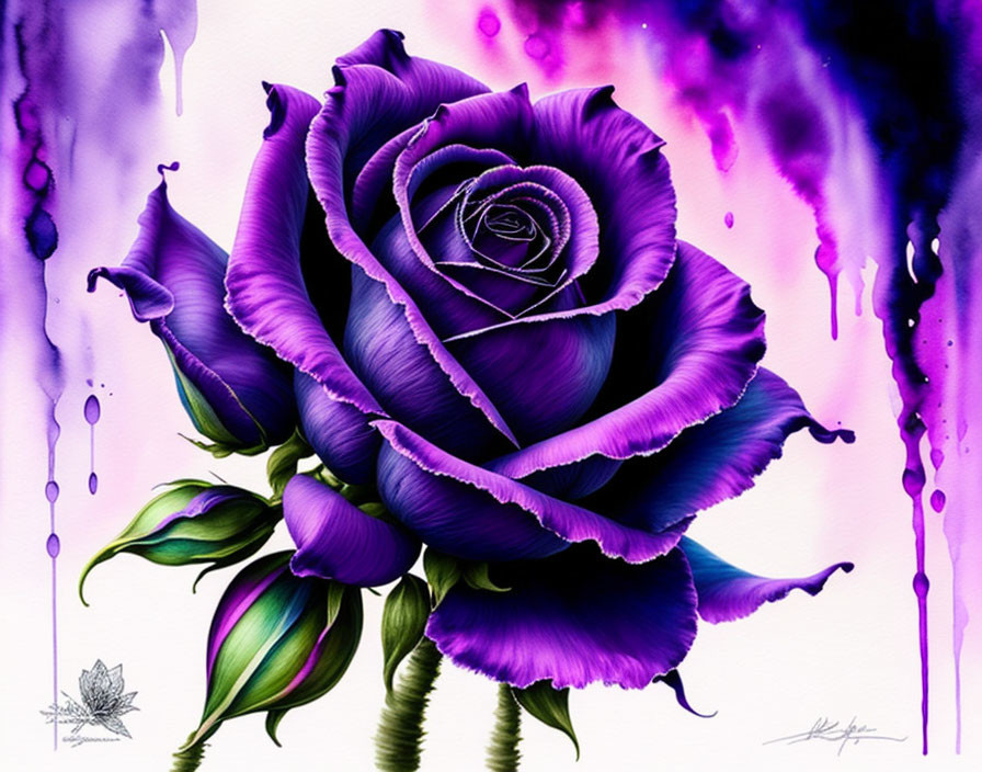 Detailed Purple Rose with Green Leaves on White Background and Watercolor Splashes