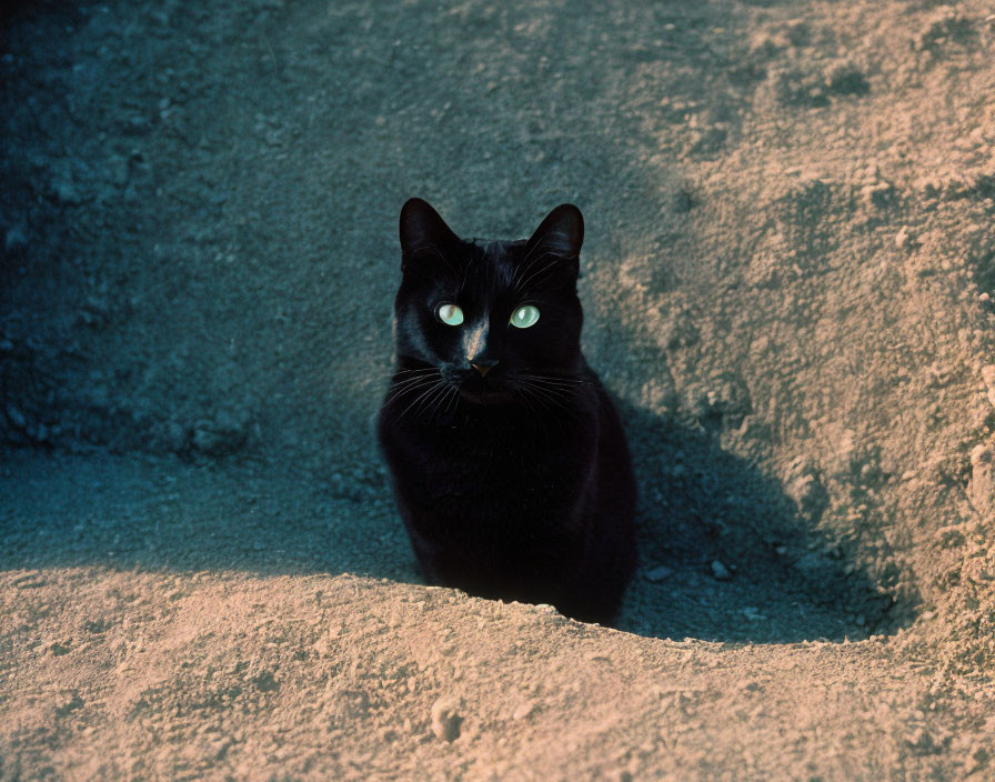 Black Cat with Striking Green Eyes on Rugged Surface