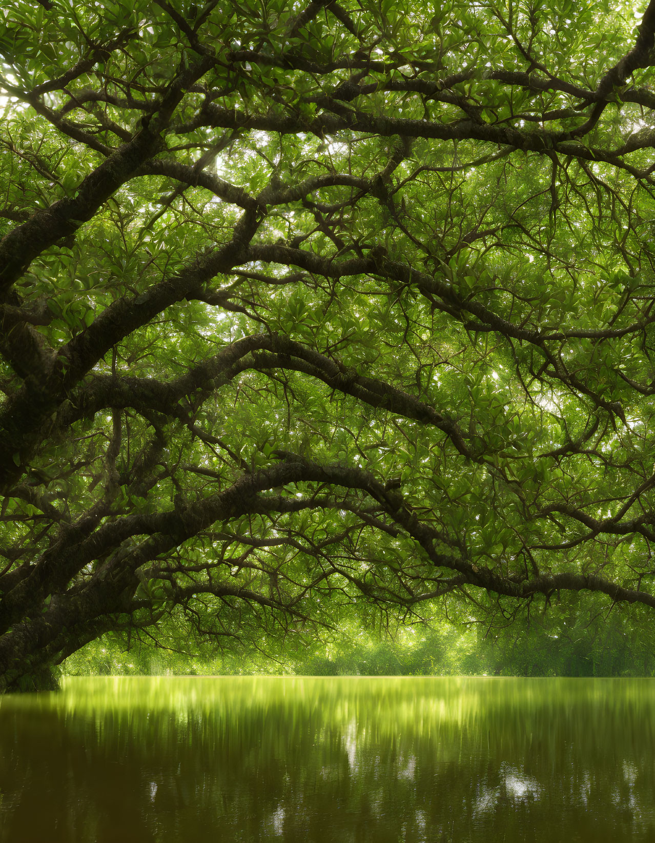 Tranquil Lake with Green Tree Branches Reflecting on Water