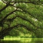 Tranquil Lake with Green Tree Branches Reflecting on Water