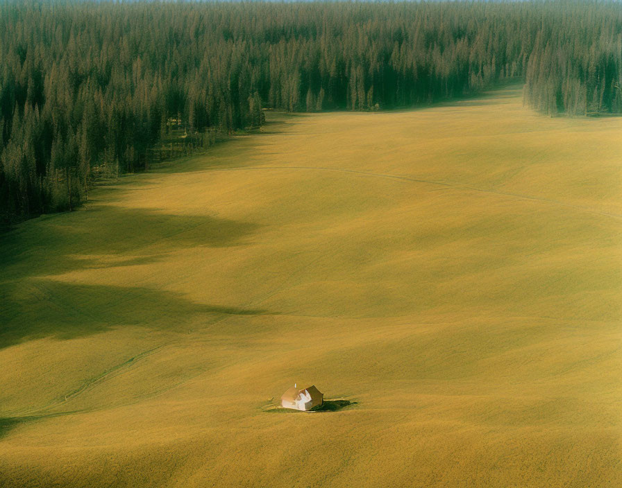 Rural landscape with lone house in golden fields and dark forest border