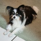 Tricolor Papillon Dog Surrounded by Vibrant Flowers and Butterflies