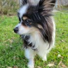 Digitally enhanced tri-color Papillon dog in lily pads and lotus flowers