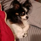 Black and White Dog with Brown Markings on Beige Fabric with Gold Necklace, Red Leaves, and