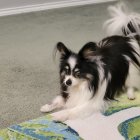 Black and white dog next to table with desserts and floral backdrop