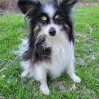 Tricolor Papillon Dog in Water Lily Pond Landscape