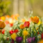 Colorful tulips in sunlit meadow with bokeh effect from morning dew.