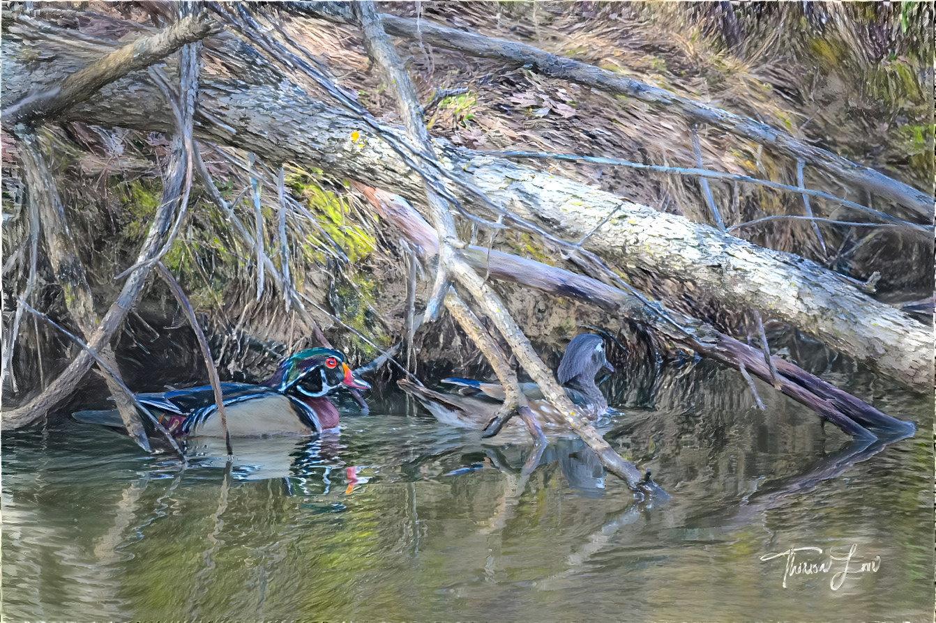 Wood Duck Couple