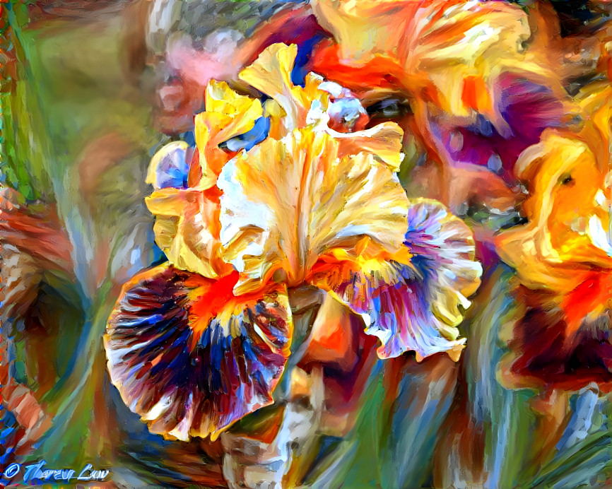 Iris