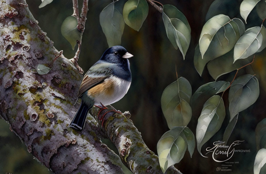 Dark-eyed Junco Bird Perched on Moss-Covered Branch with Black and White Plumage