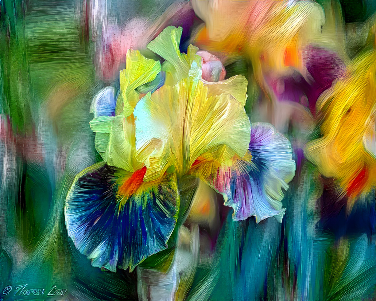 Iris