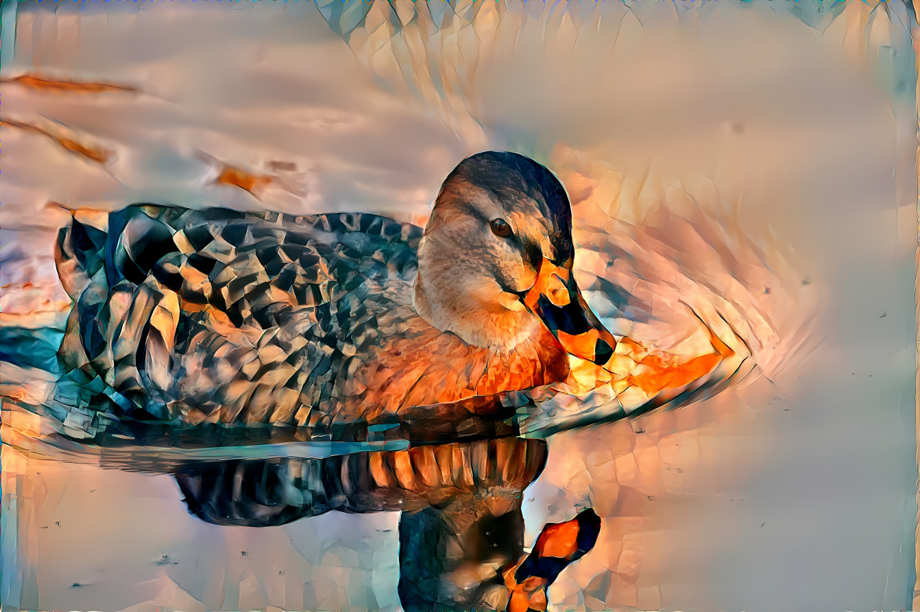 Female Mallard