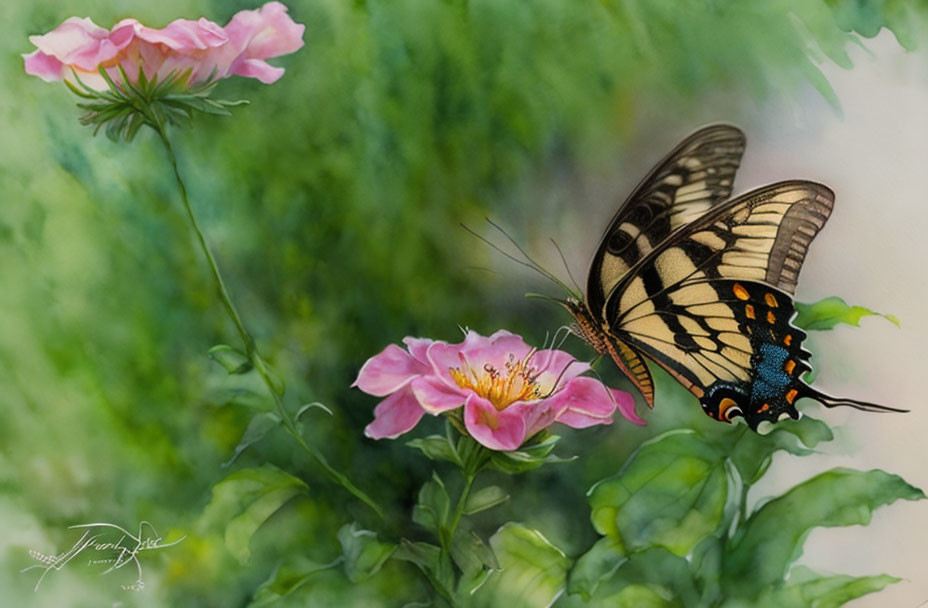 Black and Yellow Swallowtail Butterfly on Pink Flower with Greenery