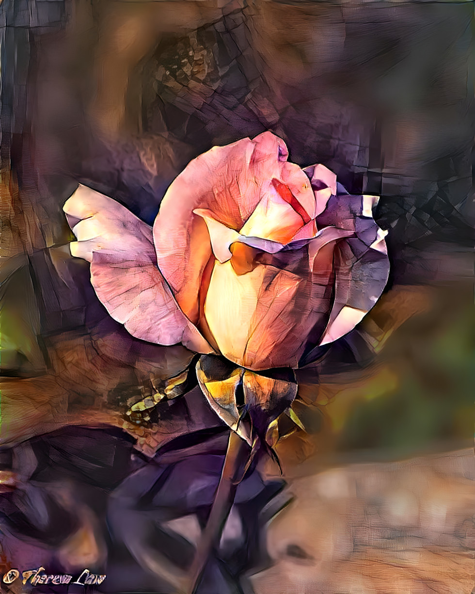 Light-Kissed Rose 