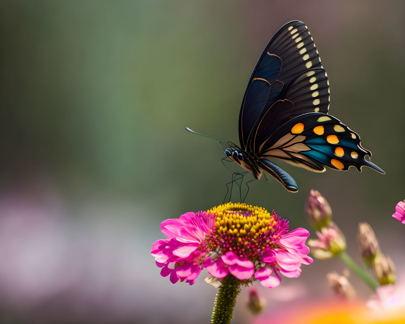 Colorful butterfly with blue and orange spots on pink flower in soft focus landscape