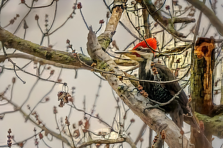 Pleated Woodpecker 