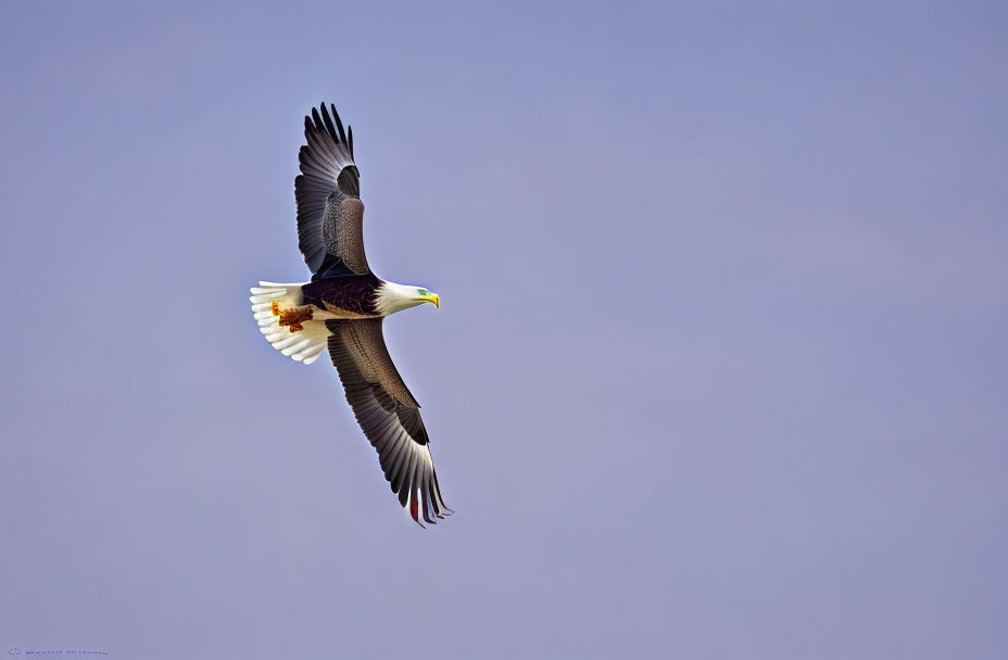 Bald Eagle in Flight Against Purple Sky