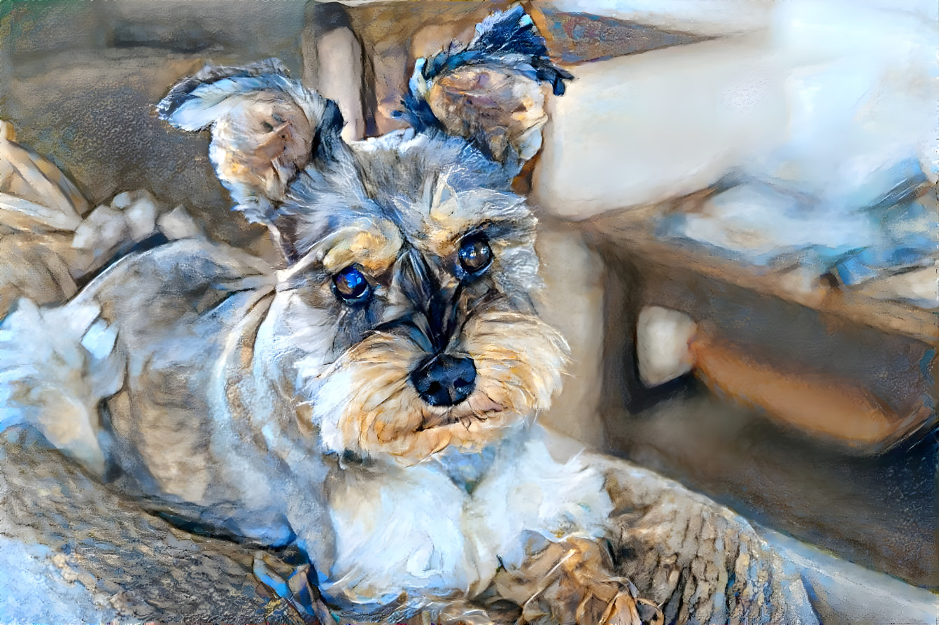 Miniature Schnauzer