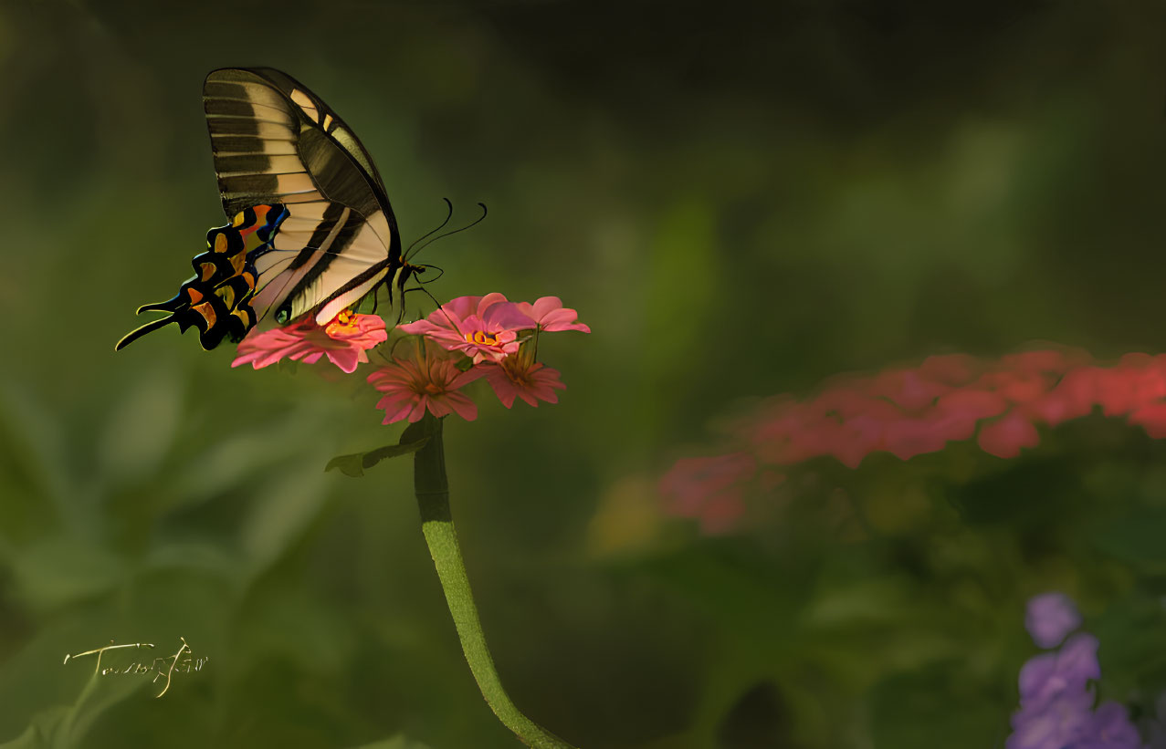 Swallowtail Butterfly on Pink Zinnia Flowers with Green and Pink Blooms