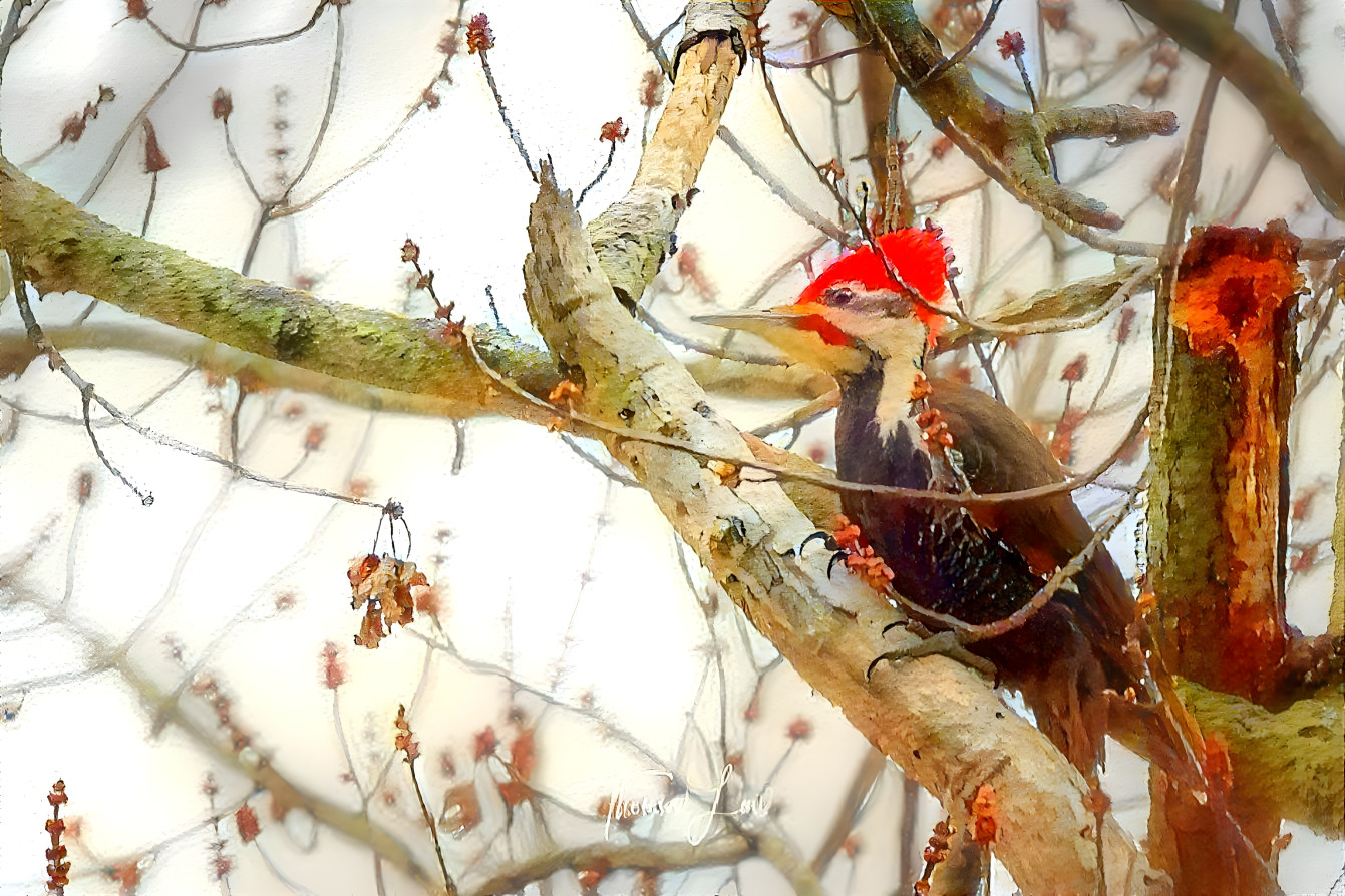 Pileated woodpecker 