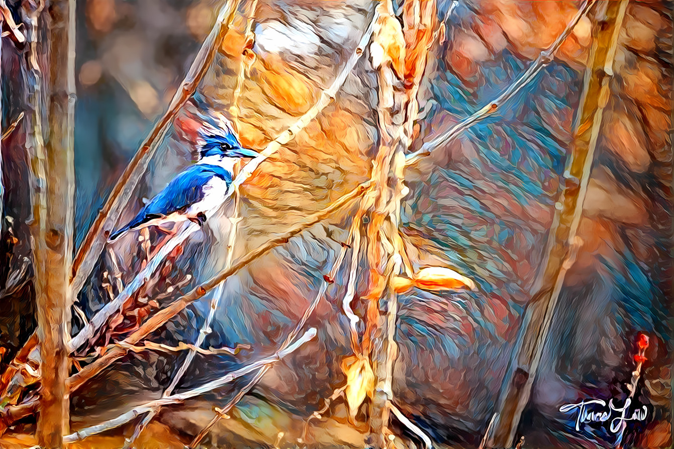 Kingfisher at the Park