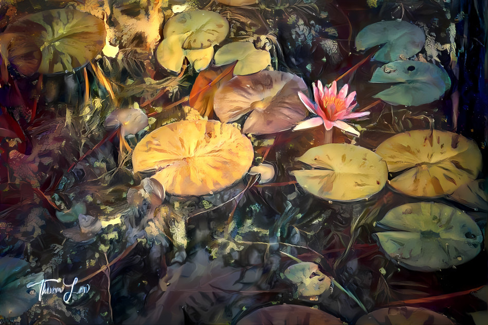 Waterlilies 