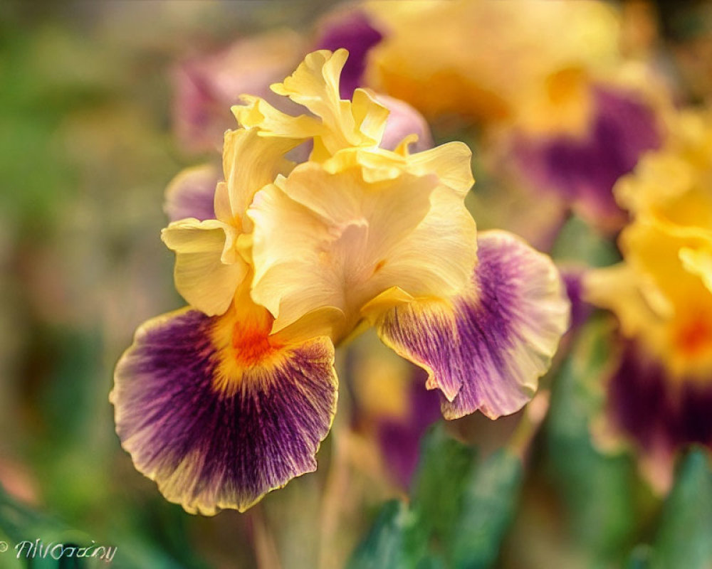 Colorful Yellow and Purple Iris Flowers in Full Bloom with Soft-Focus Background