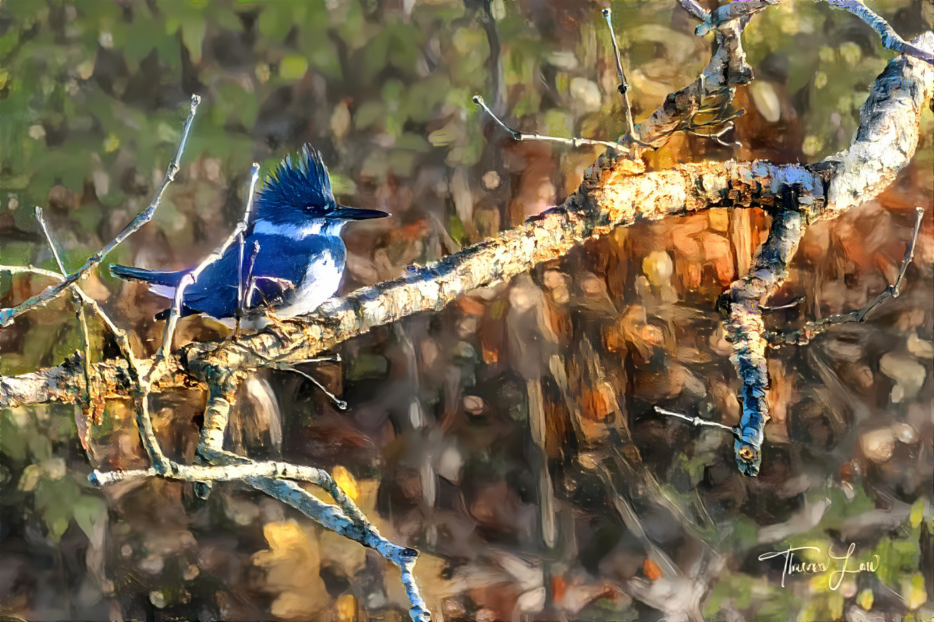 The Resident Kingfisher