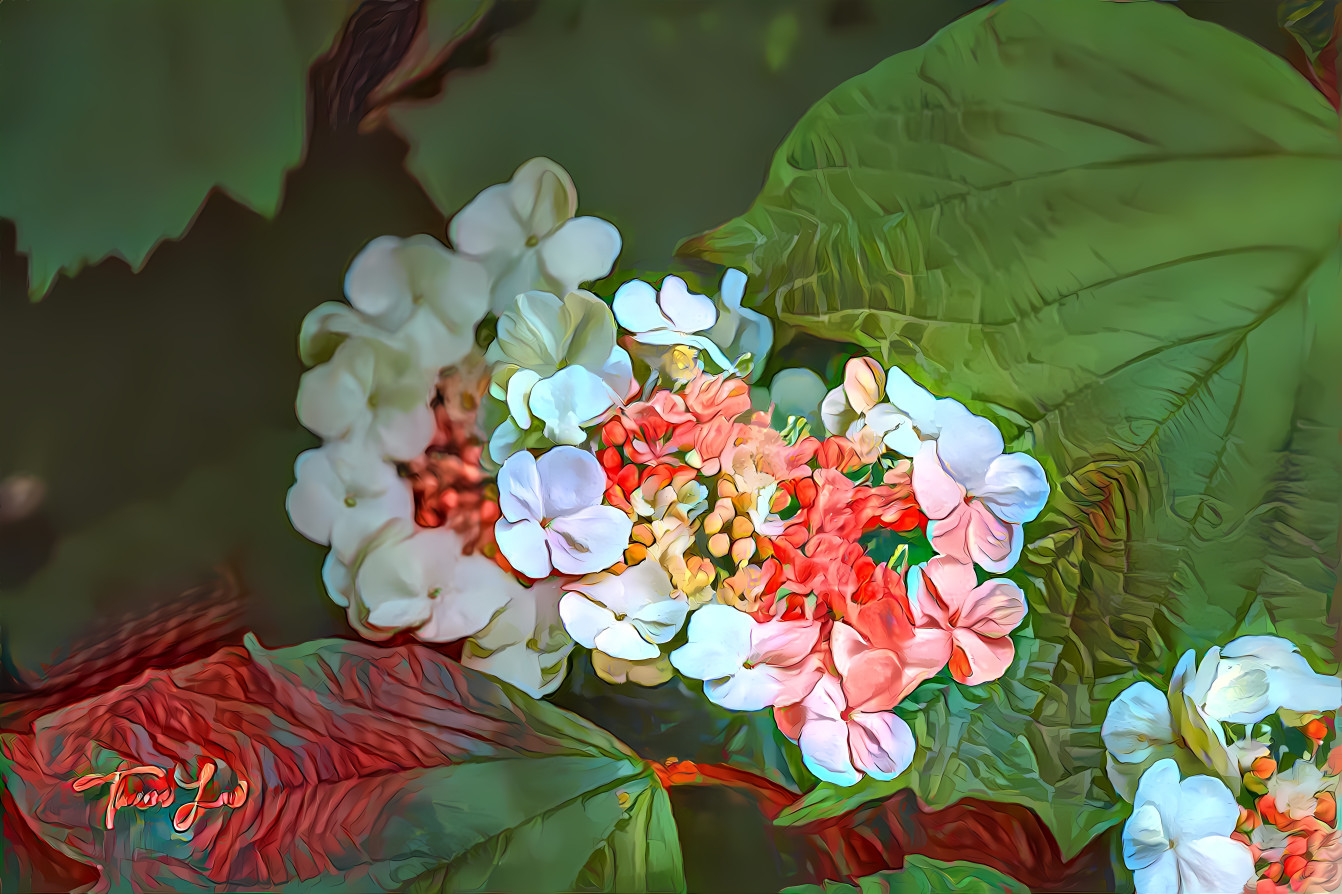 Viburnum