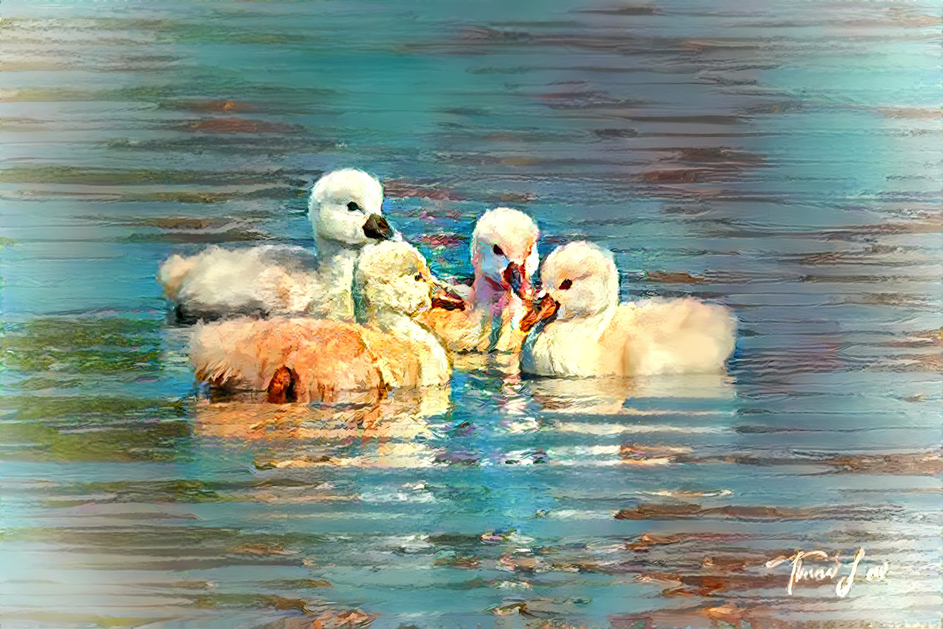 Cygnet Huddle