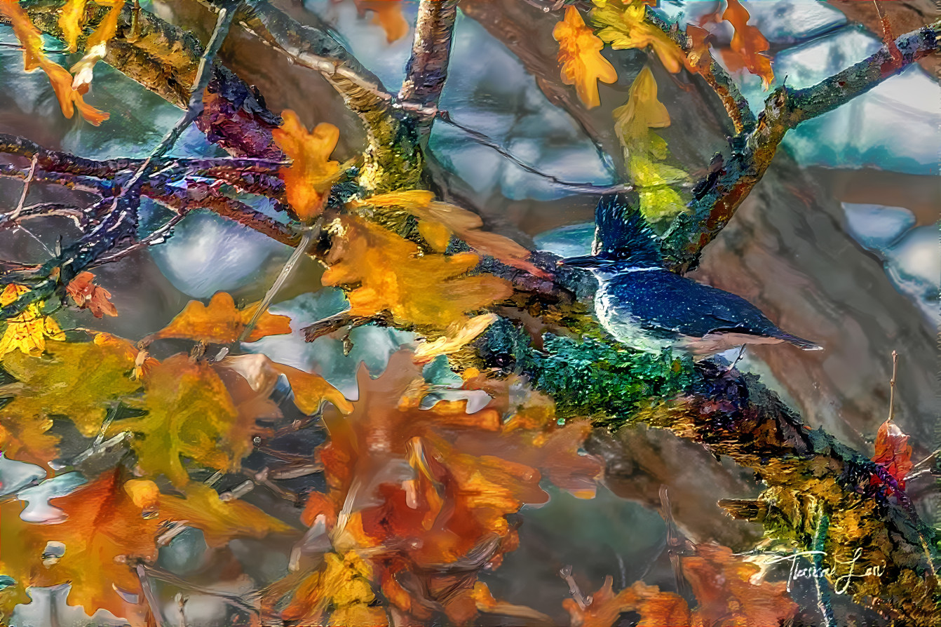 Small but Mighty Belted Kingfisher