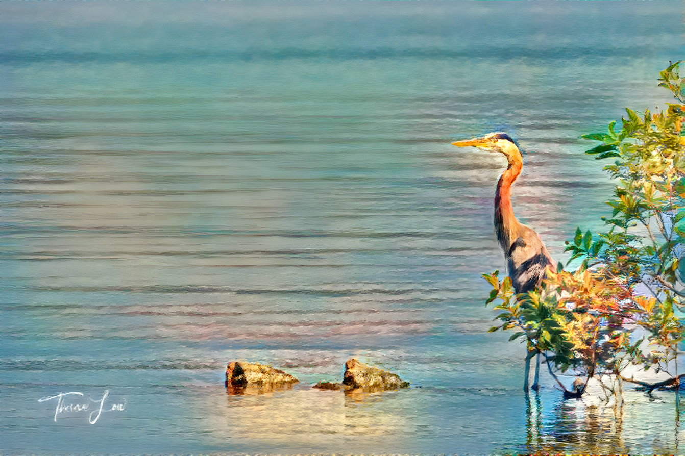 Great Blue Heron